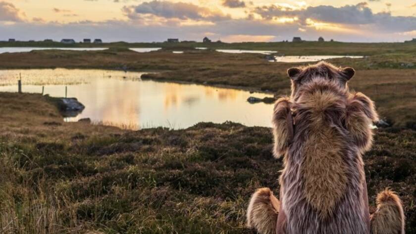 decorative image - a photo of hercules the bear puppet looking out towards a sunset on South Uist.